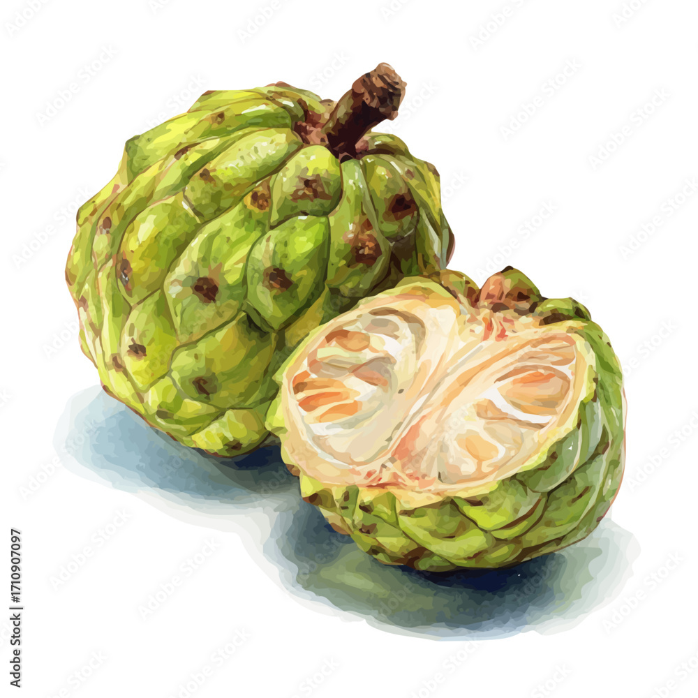 Fototapeta premium A watercolor painting of Custard Apple, vector illustration on white background.