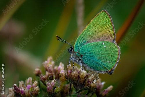 A vibrant orange and yellow butterfly with beautiful wings rests on a colorful flower in a summer garden