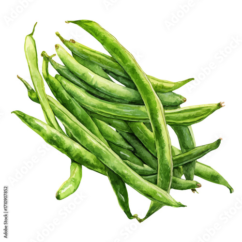 Green Beans in watercolor style, vector illustration, isolated on white background.