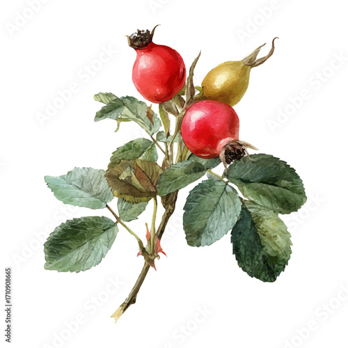 A watercolor painting of Dog Rose Hip, vector illustration on white background.