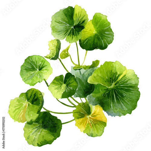 Watercolor vector illustration of Gotu Kola, isolated on white background.