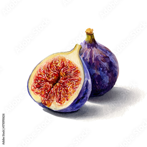 Watercolor vector illustration of Fig, isolated on white background.