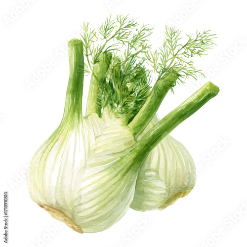 A watercolor painting of Fennel, vector illustration on white background.