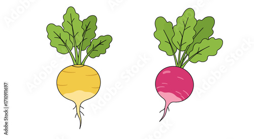 Colorful root vegetables with leaves on white background