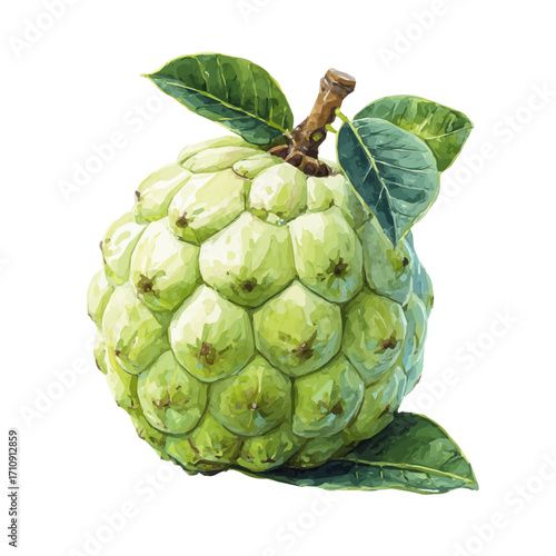 A watercolor painting of Custard Apple, vector illustration on white background.