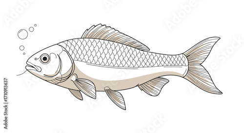 Detailed line art of a carp with scales and fins on a white background