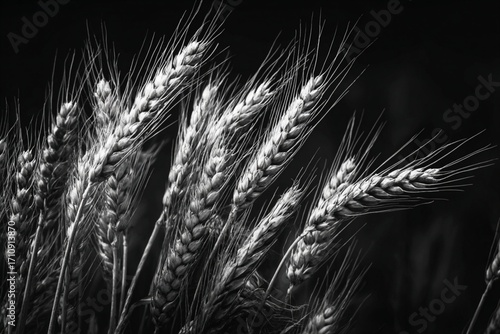 Golden ears of ripe wheat stand isolated on a black background, a vibrant cereal crop ready for harvest