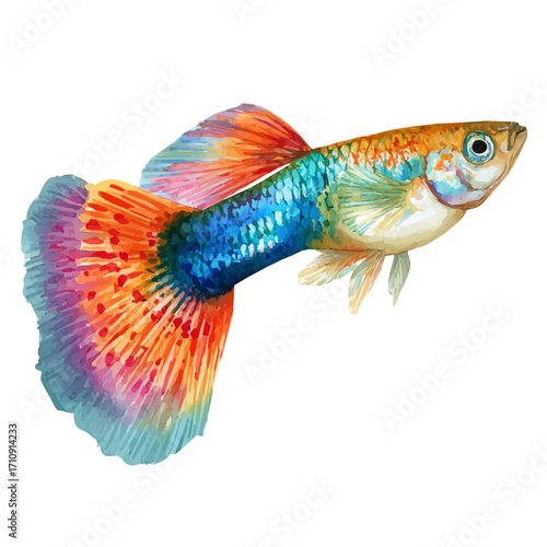 Guppy Fish in watercolor style, vector illustration, isolated on white background.