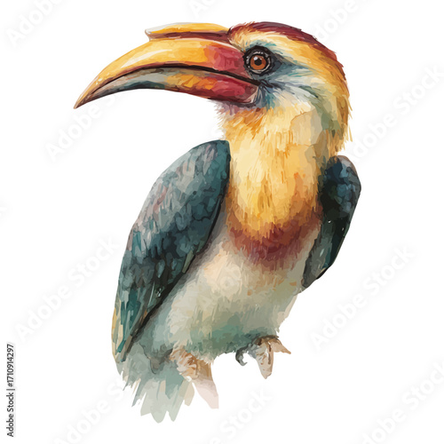 Hornbill in watercolor style, vector illustration, isolated on white background.