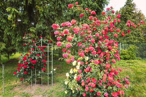 Bild auf Leinwand A beautiful arch of pink and red rose bushes at the gate in a rose