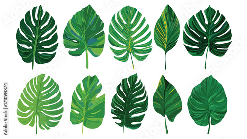 Vibrant Tropical Monstera Leaves Set in Flat Cartoon Style Isolated on White Background