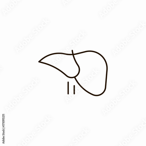 liver organ anatomy icon sign vector