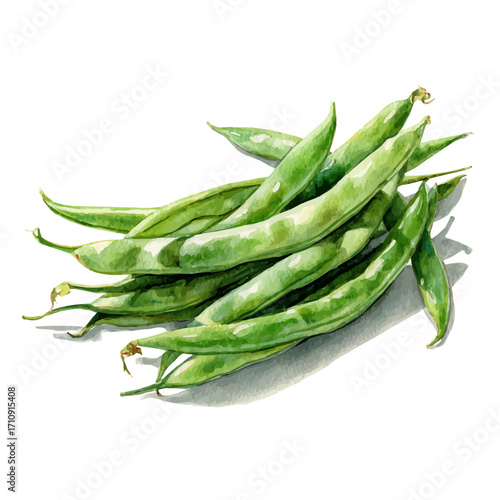 Watercolor vector illustration of Green Beans, isolated on white background.