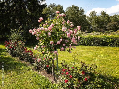Photos Tall bush of pink roses against a background of red rose flowers in a rose garde