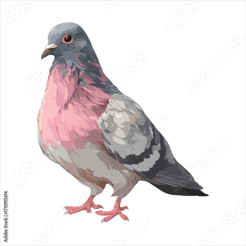 Pigeon with pink chest standing on a white background dove bird