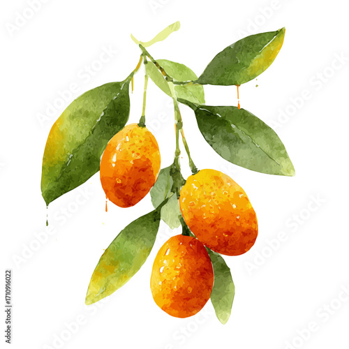 Watercolor vector illustration of Kumquat, isolated on white background.
