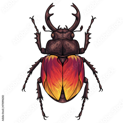 Illustration of a stag beetle with a dark brown head and vibrant red and yellow wing covers, viewed from above.