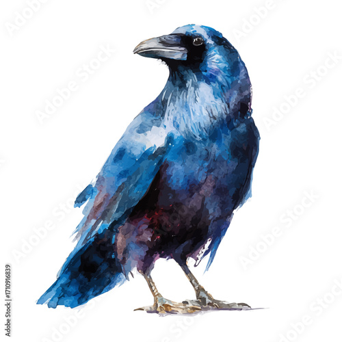 Watercolor vector illustration of Crow, isolated on white background.