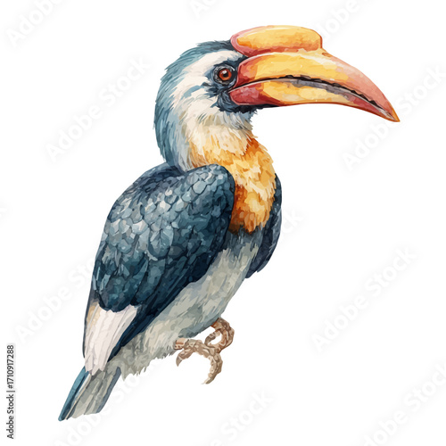 A watercolor painting of Hornbill, vector illustration on white background.
