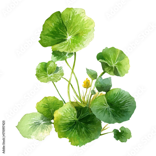 Gotu Kola in watercolor style, vector illustration, isolated on white background.