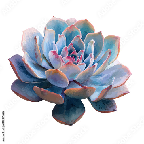 Echeveria in watercolor style, vector illustration, isolated on white background.