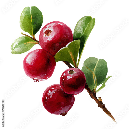 Cranberry, watercolor painting, vector illustration, isolated on a white background.