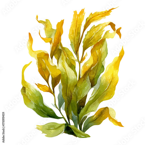 Watercolor vector illustration of Kelp, isolated on white background.