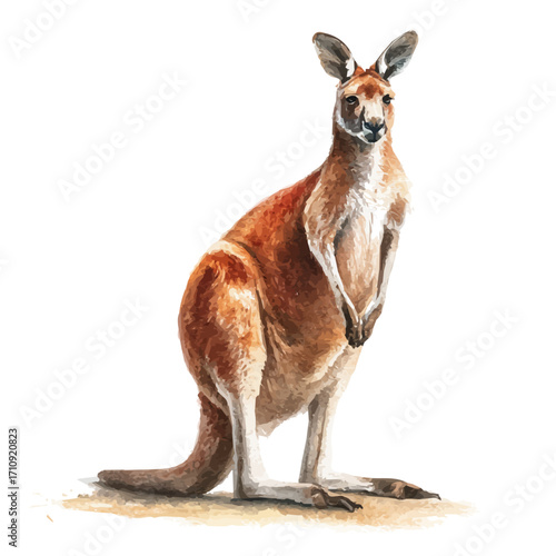 Kangaroo in watercolor style, vector illustration, isolated on white background.