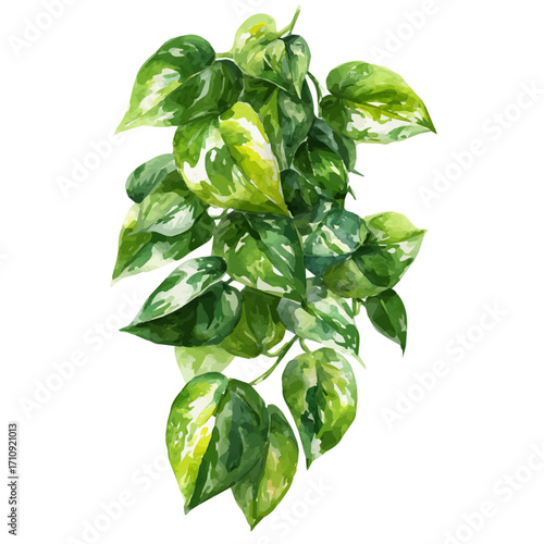 Jade Pothos, watercolor painting, vector illustration, isolated on a white background.