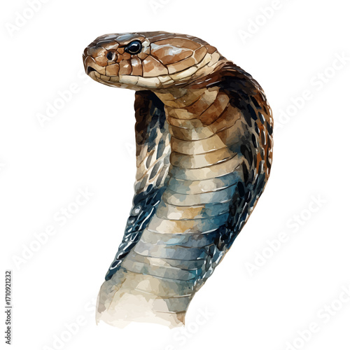 Cobra, watercolor painting, vector illustration, isolated on a white background.