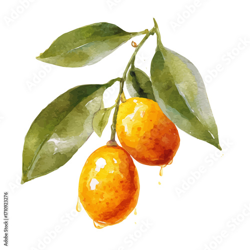 Watercolor vector illustration of Kumquat, isolated on white background.