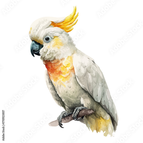 Cockatoo in watercolor style, vector illustration, isolated on white background.