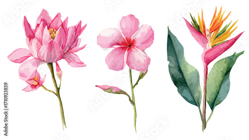 Exquisite Watercolor Pink Tropical Flowers Set Hand Drawn