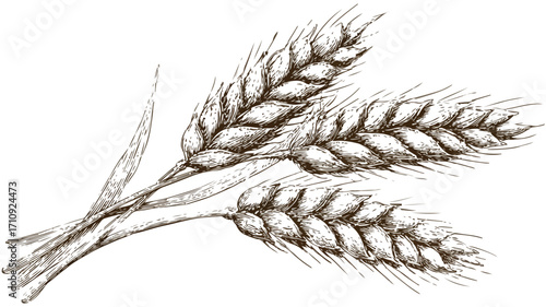 Detailed Wheat Bread Ears Cereal Crop Sketch Engraving Style Image
