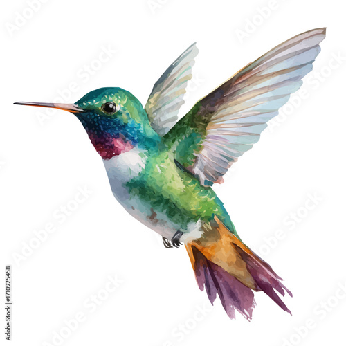 Hummingbird, watercolor painting, vector illustration, isolated on a white background.