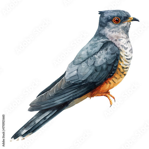 Cuckoo, watercolor painting, vector illustration, isolated on a white background.