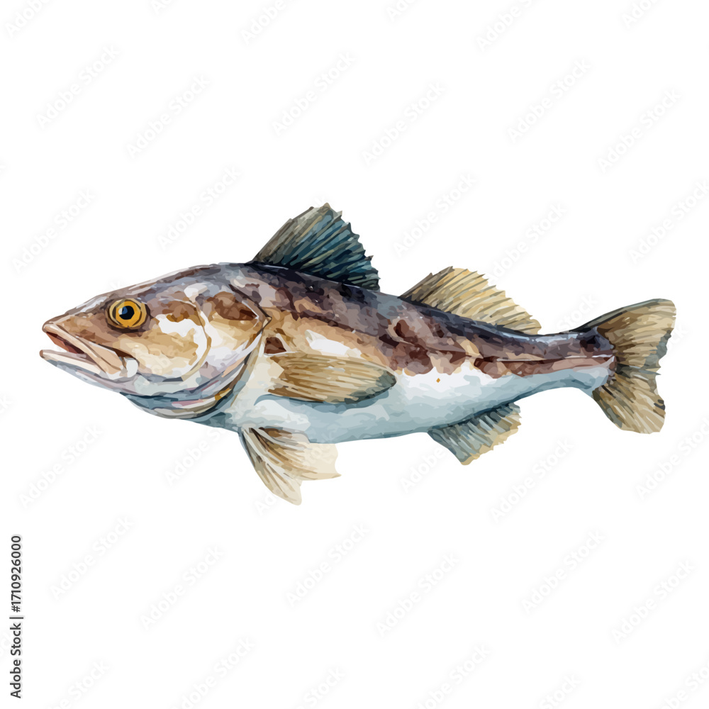 Fototapeta premium Haddock, watercolor painting, vector illustration, isolated on a white background.