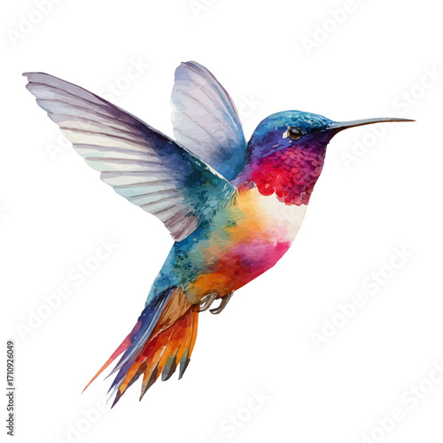 Hummingbird, watercolor painting, vector illustration, isolated on a white background.