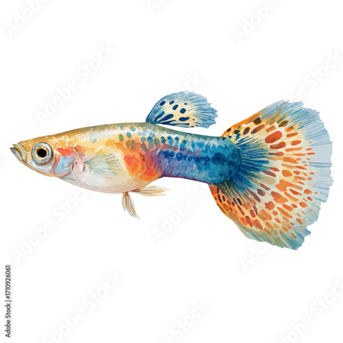 Watercolor vector illustration of Guppy Fish, isolated on white background.