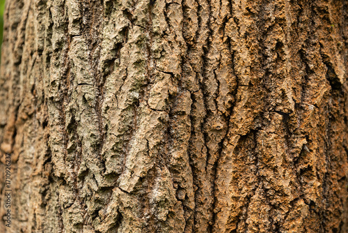 Kora drzewa w lesie / Tree bark in the forest