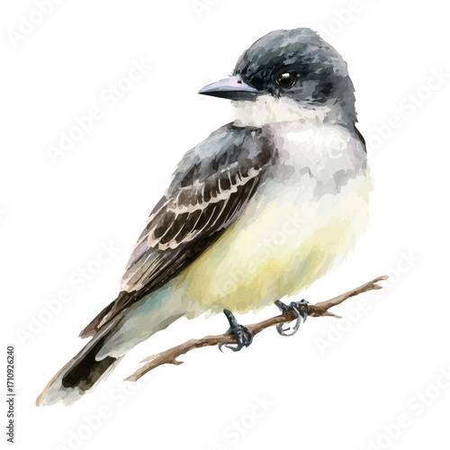 Kingbird, watercolor painting, vector illustration, isolated on a white background.