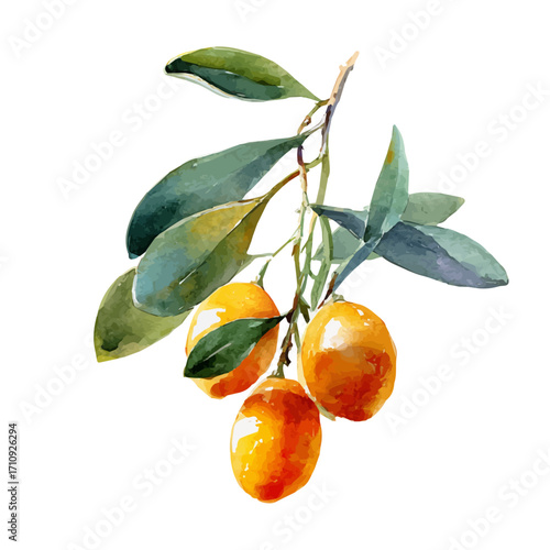 Watercolor vector illustration of Kumquat, isolated on white background.