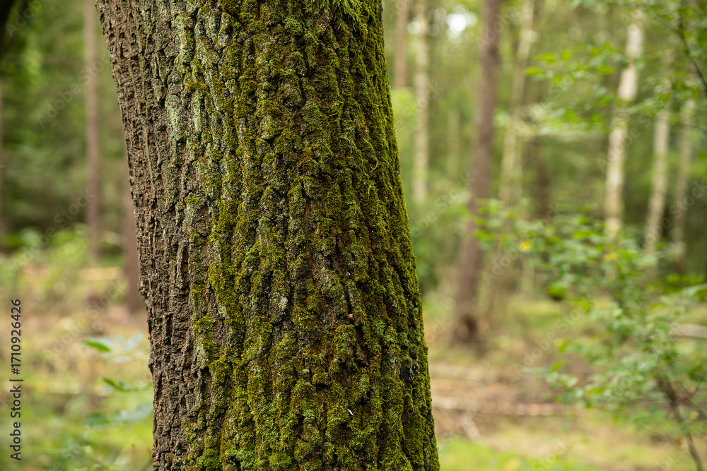 Fototapeta premium Kora drzewa w lesie / Tree bark in the forest