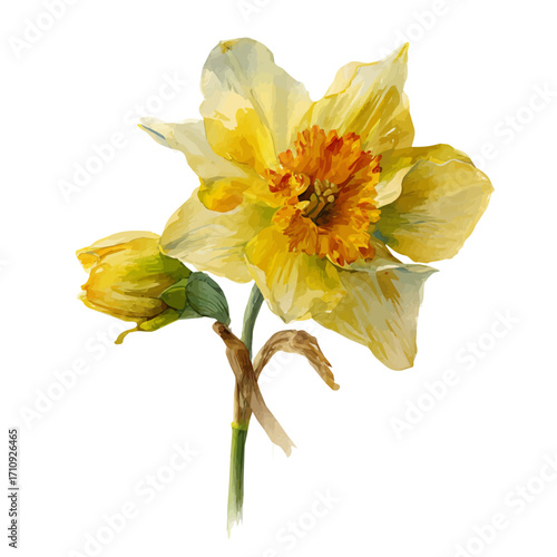 A watercolor painting of Daffodil, vector illustration on white background.