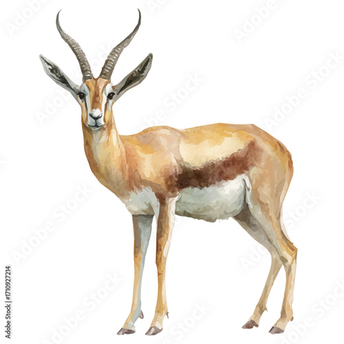 A watercolor painting of Gazelle, vector illustration on white background.