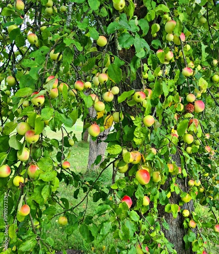Delicious juicy ripe apples in village garden on sunny summer day