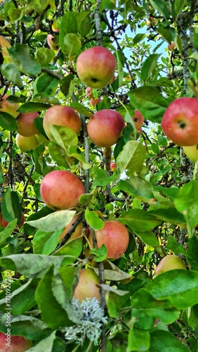 Delicious juicy ripe apples in village garden on sunny summer day