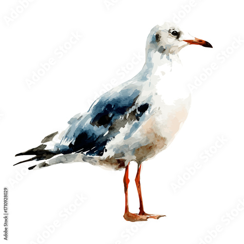 A watercolor painting of Gull, vector illustration on white background.
