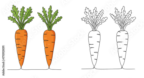 Colorful and outline illustrations depicting fresh carrots with green leafy tops