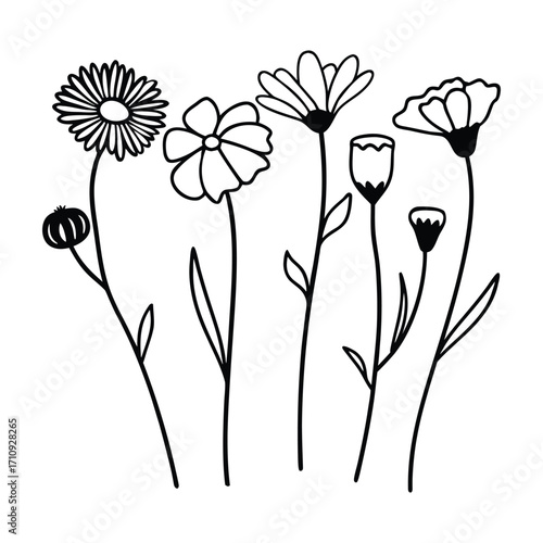 wild flowers line art on white background